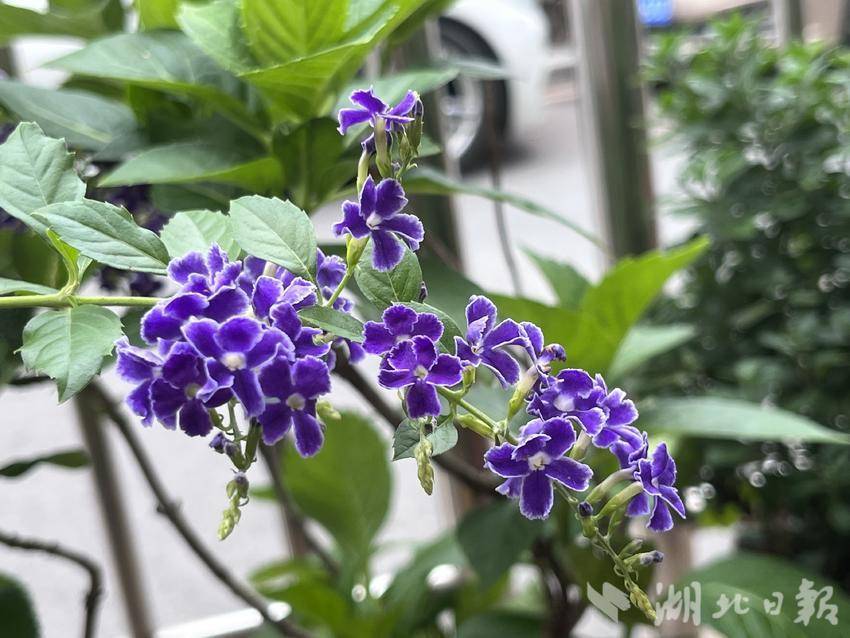 吉祥游戏电脑版